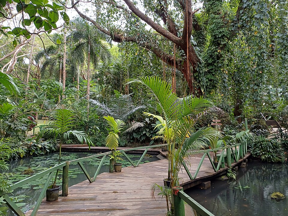 Un puente de madera entre plantas tropicales en el Jardín del Gigante Dormido