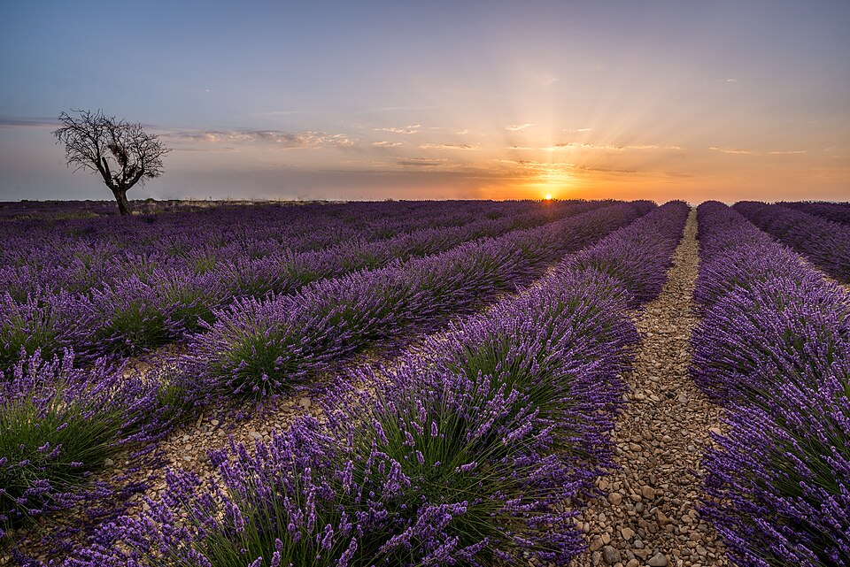 Hileras de lavanda morada al atardecer en Valensole