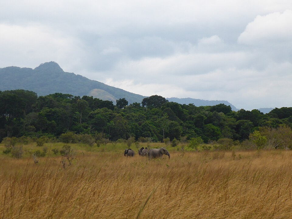 Elefantes en la sabana de Lopé con montañas y selva al fondo