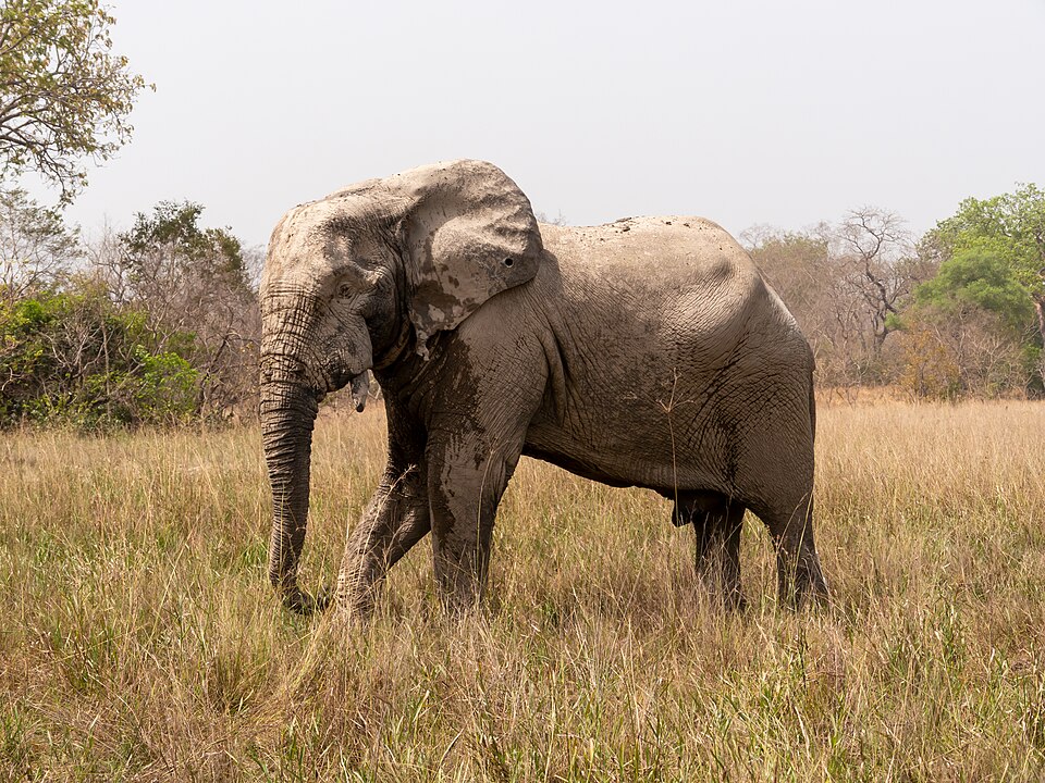 Elefante caminando por la sabana del Parque Nacional de Mole