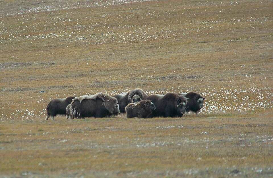 Una manada de bueyes almizcleros en la tundra de Groenlandia