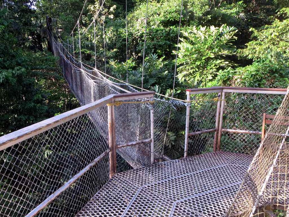 Pasarela colgante entre las copas de los árboles de la selva de Iwokrama