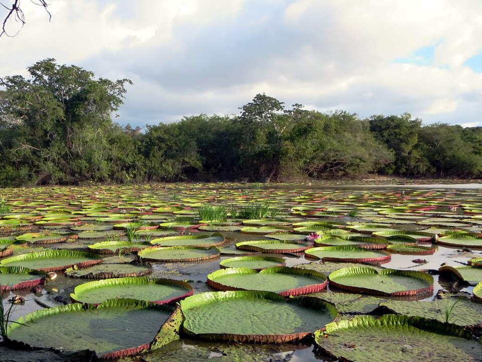 Hojas redondas gigantes del lirio de agua flotando en una laguna