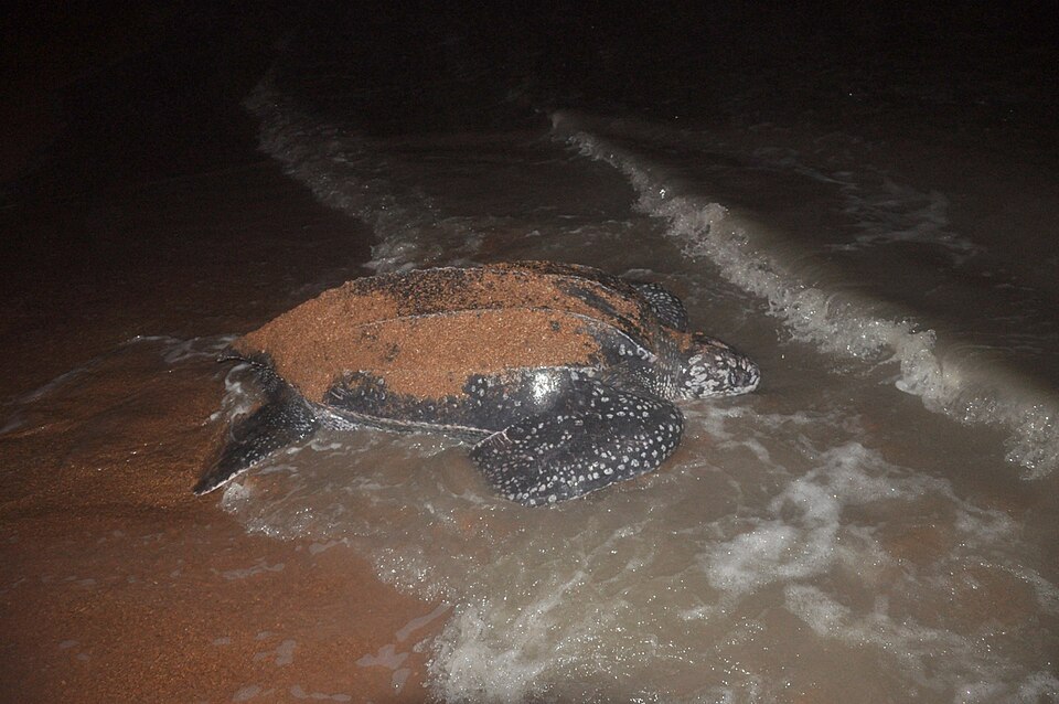 Una tortuga laúd regresando al mar en Shell Beach