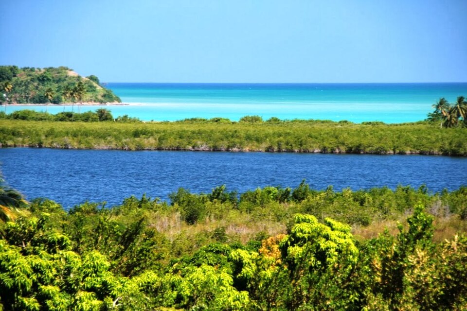 Costa de la Isla de Vaca con palmeras y agua clara