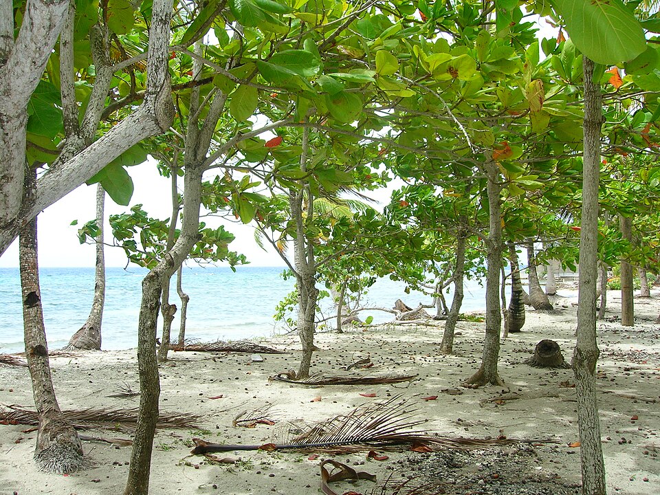 Playa de arena blanca bajo árboles de uva de mar en Utila
