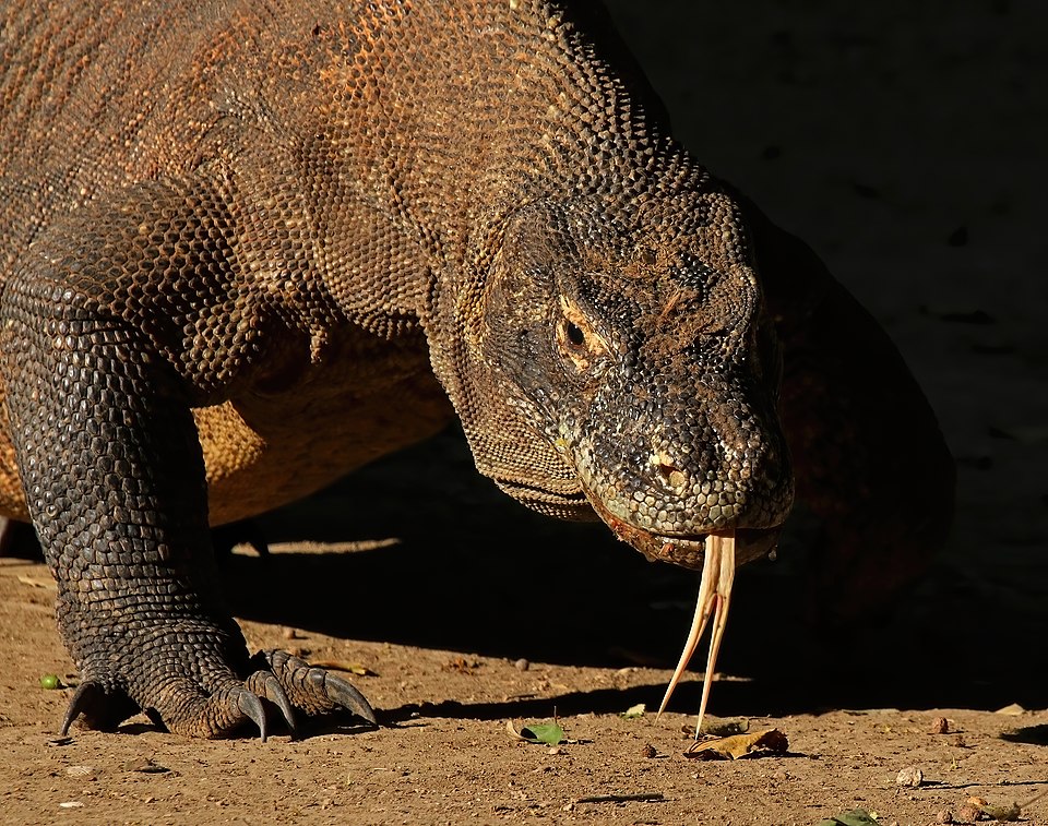 Un dragón de Komodo sacando la lengua bífida