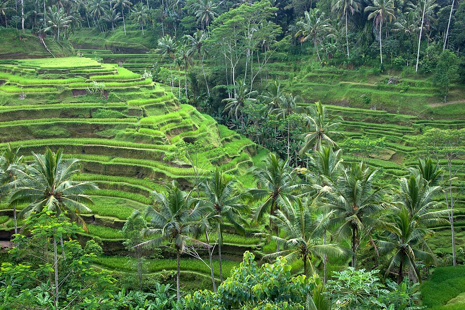 Terrazas de arroz verdes entre palmeras cerca de Ubud