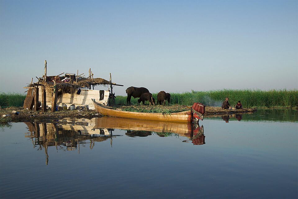 Una canoa y búfalos de agua junto a una cabaña en los pantanos del sur de Irak