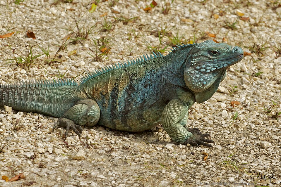 Una iguana azul de Gran Caimán sobre una roca