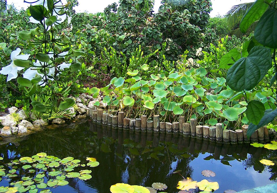 Estanque de lirios de agua rodeado de vegetación en el parque botánico