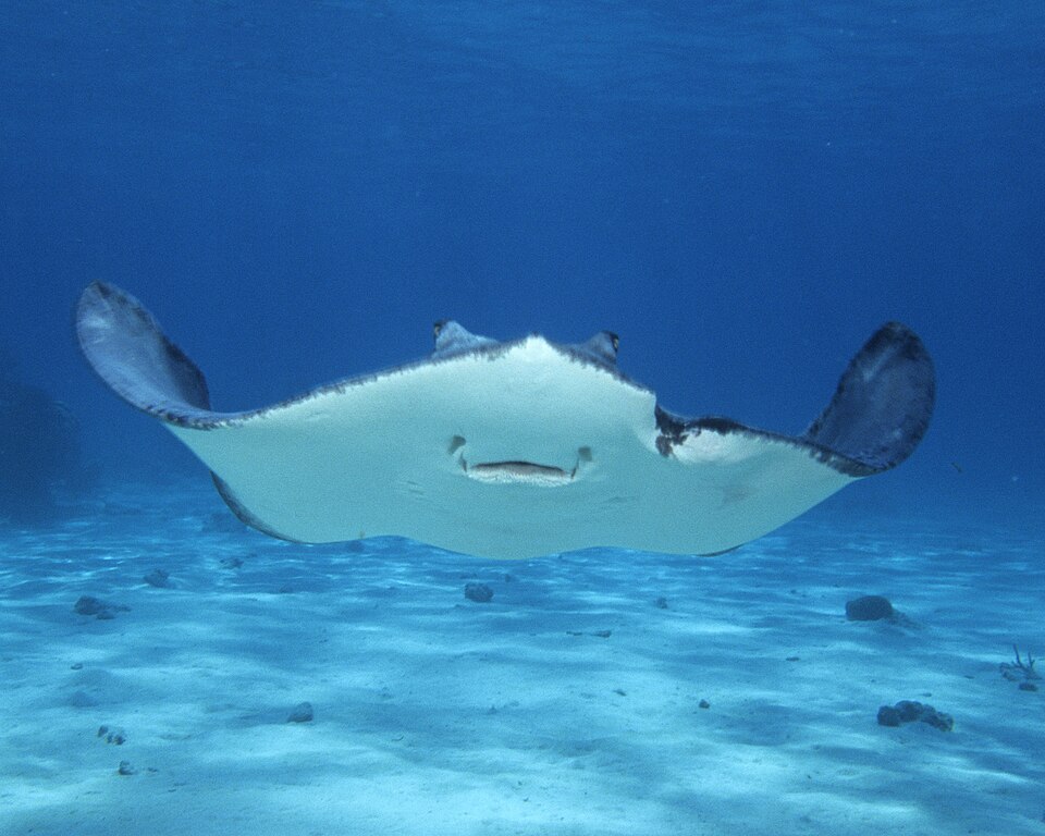 Una mantarraya nadando sobre el fondo de arena en el agua clara de Stingray City
