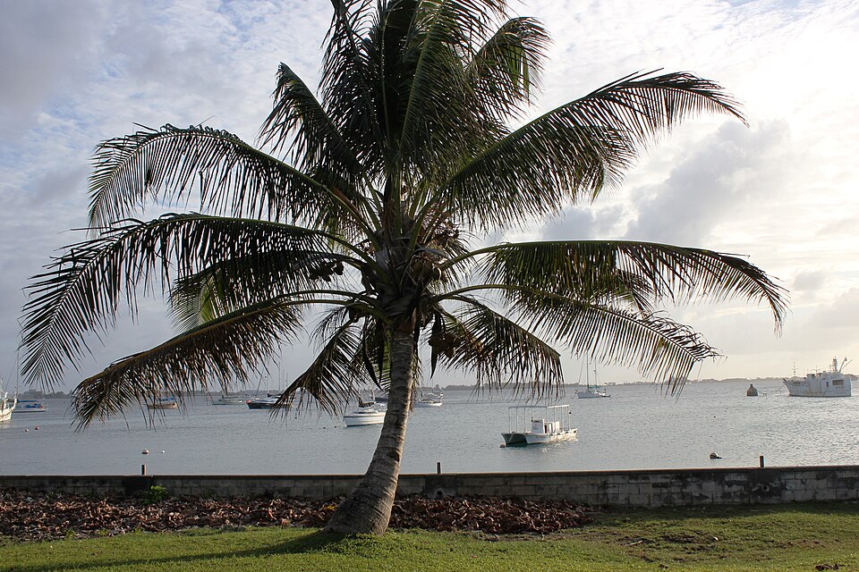 Una palmera junto a la laguna de Majuro con barcos al fondo
