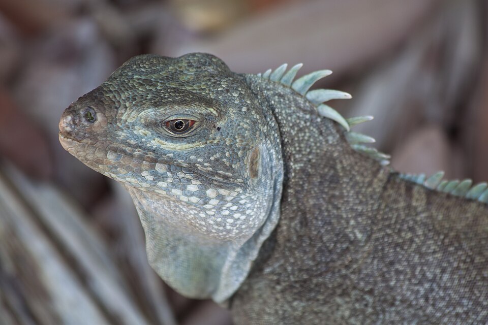Una iguana de roca de Turcas y Caicos sobre la arena