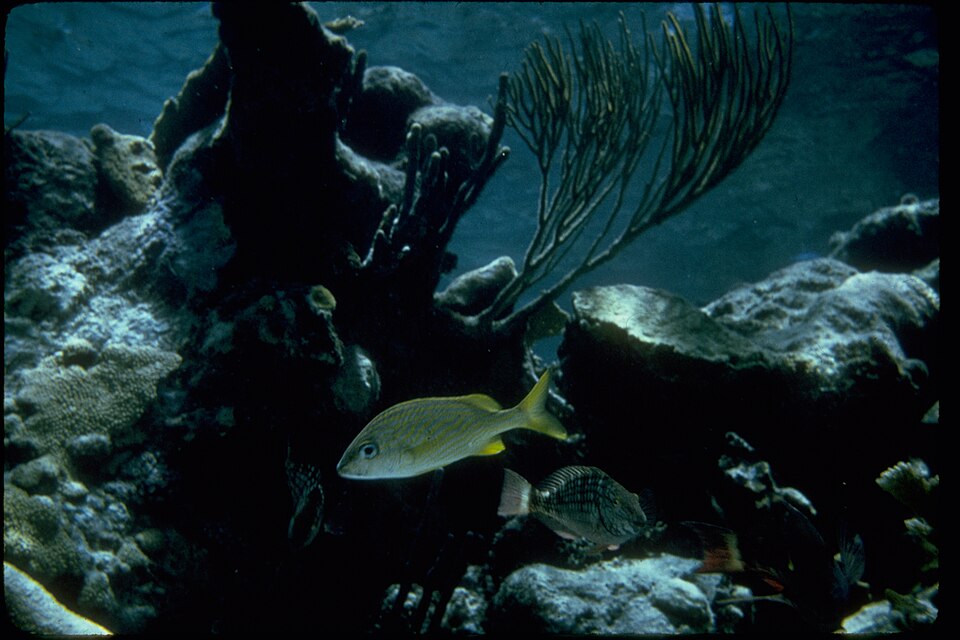 Un pez amarillo nadando entre corales y gorgonias en el arrecife de Buck Island