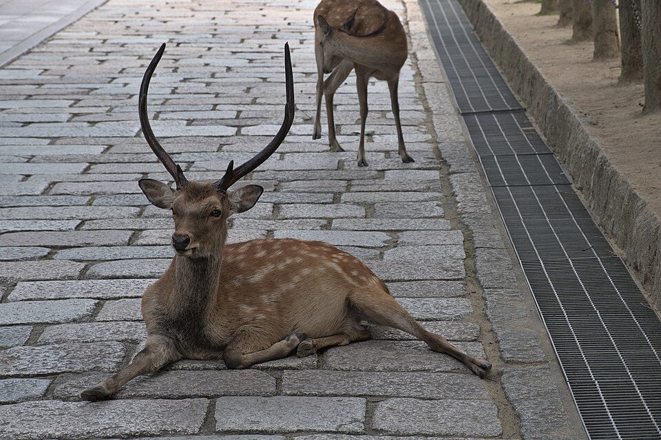 Ciervo descansando frente al templo Tōdai-ji en Nara