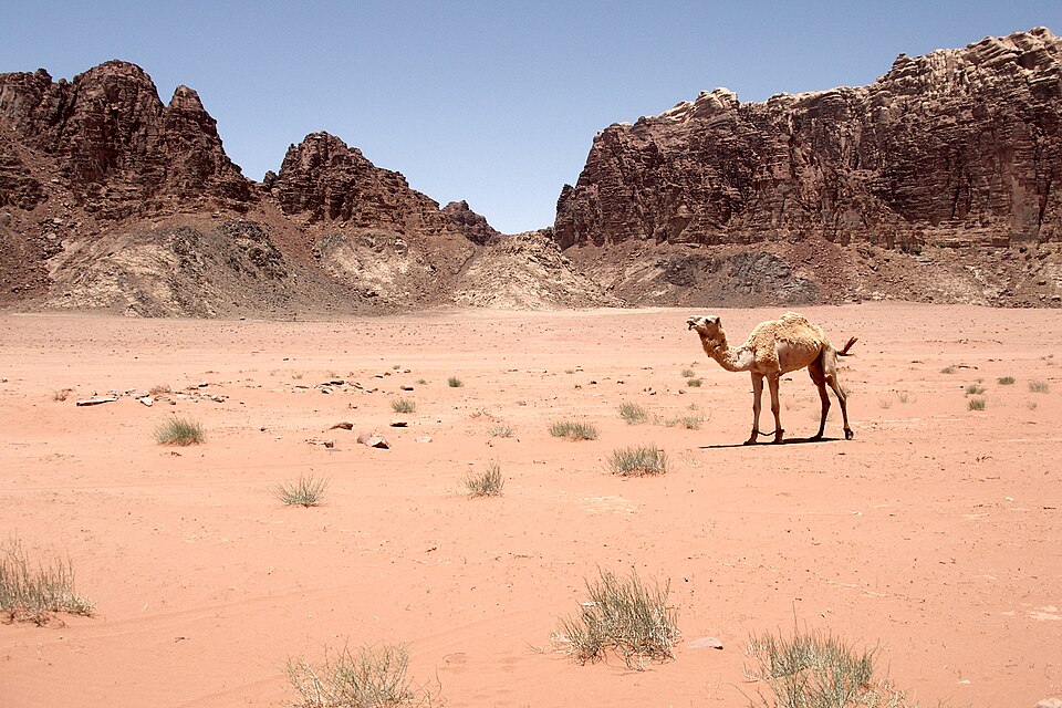 Un camello en la arena roja de Wadi Rum entre montañas de roca