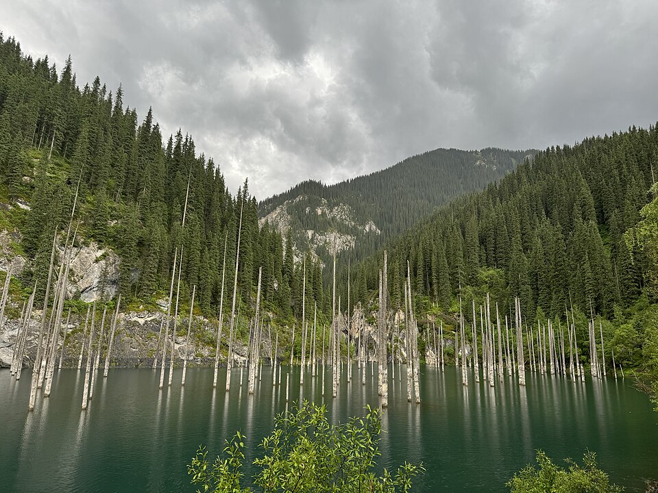 Troncos de abetos sumergidos saliendo del agua verde del lago Kaindy