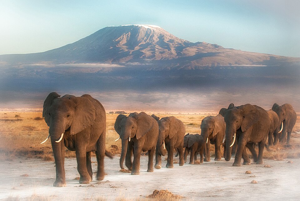 Fila de elefantes caminando por la llanura de Amboseli con el Kilimanjaro nevado detrás