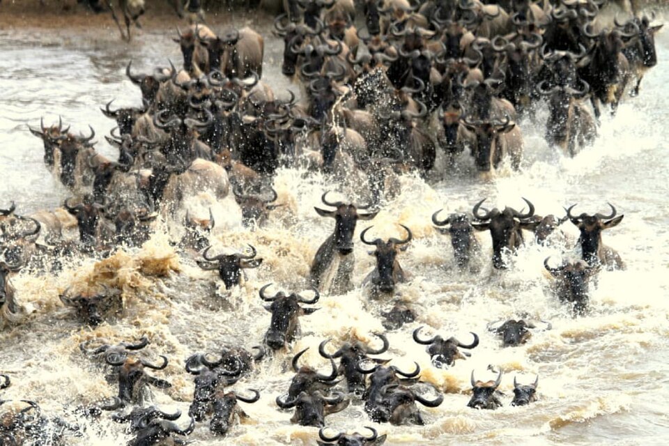 Manada de ñus cruzando el agua agitada del río Mara