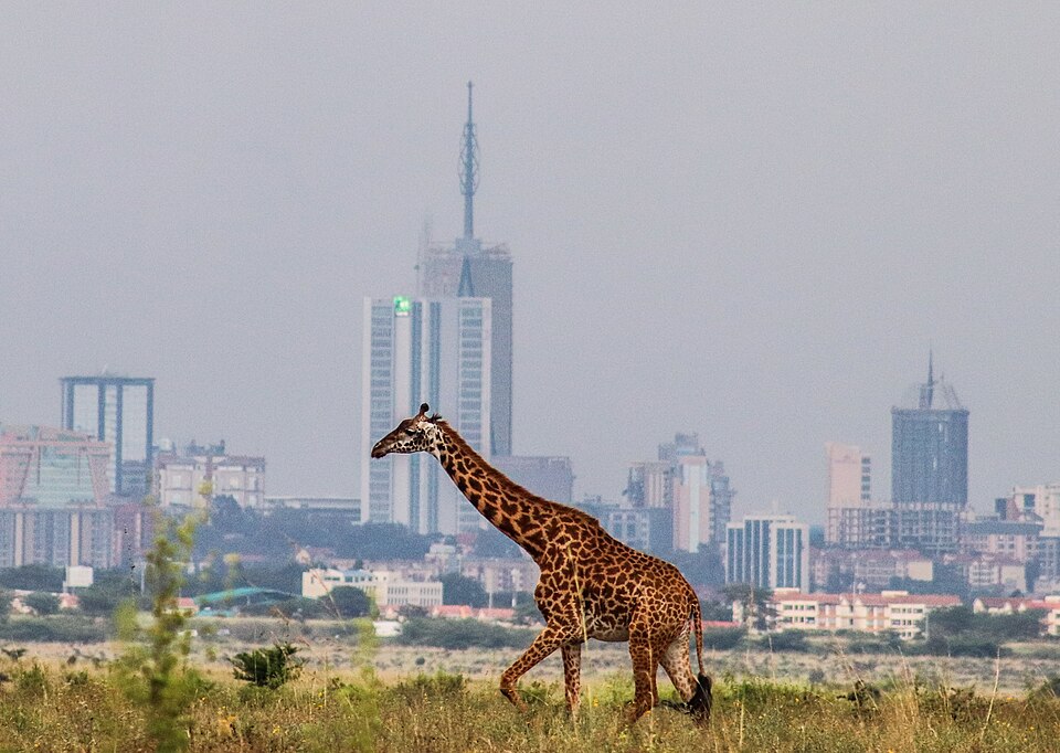 Jirafa masái caminando por la sabana con los rascacielos de Nairobi al fondo