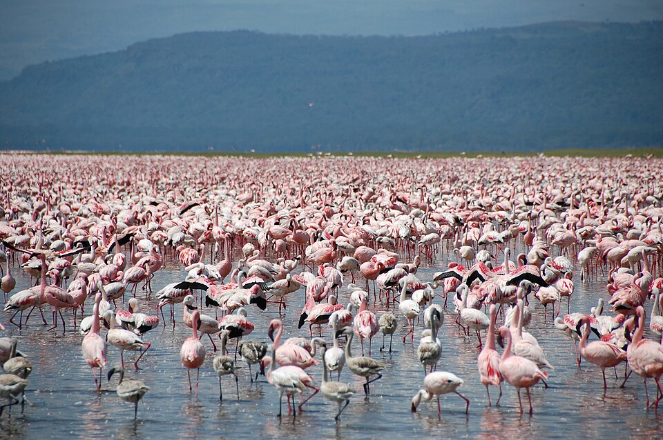 Miles de flamencos rosados en la orilla del lago Nakuru