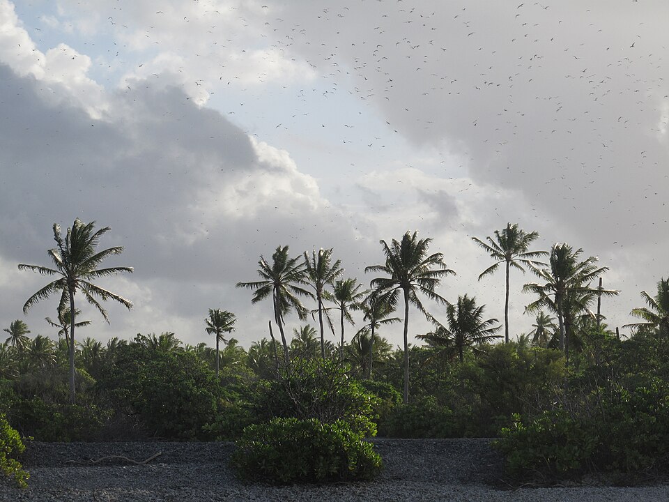 Cientos de aves marinas volando sobre las palmeras de una isla Fénix