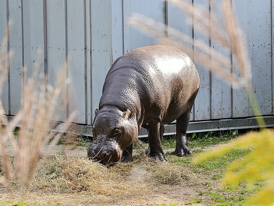 Hipopótamo pigmeo comiendo pasto (foto tomada en un zoológico)