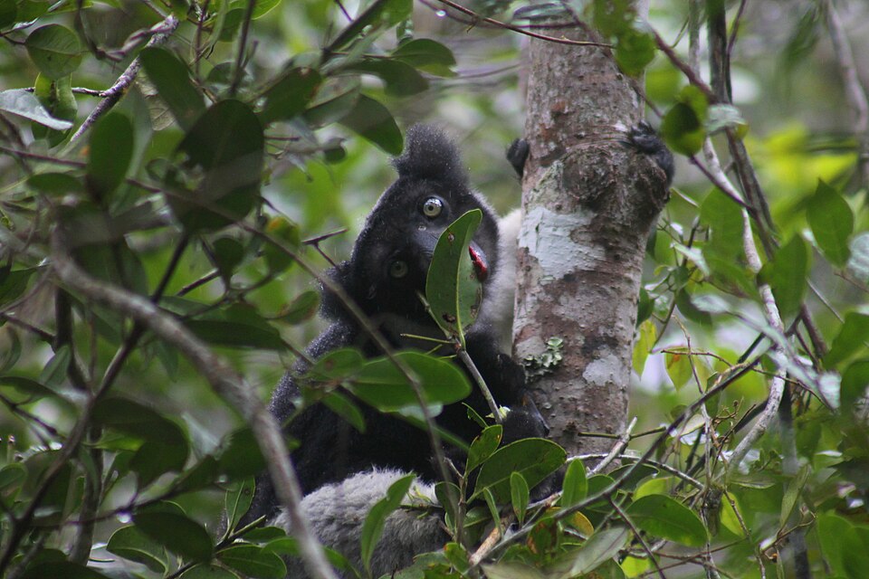 Indri blanco y negro agarrado a un tronco entre las hojas de la selva de Andasibe