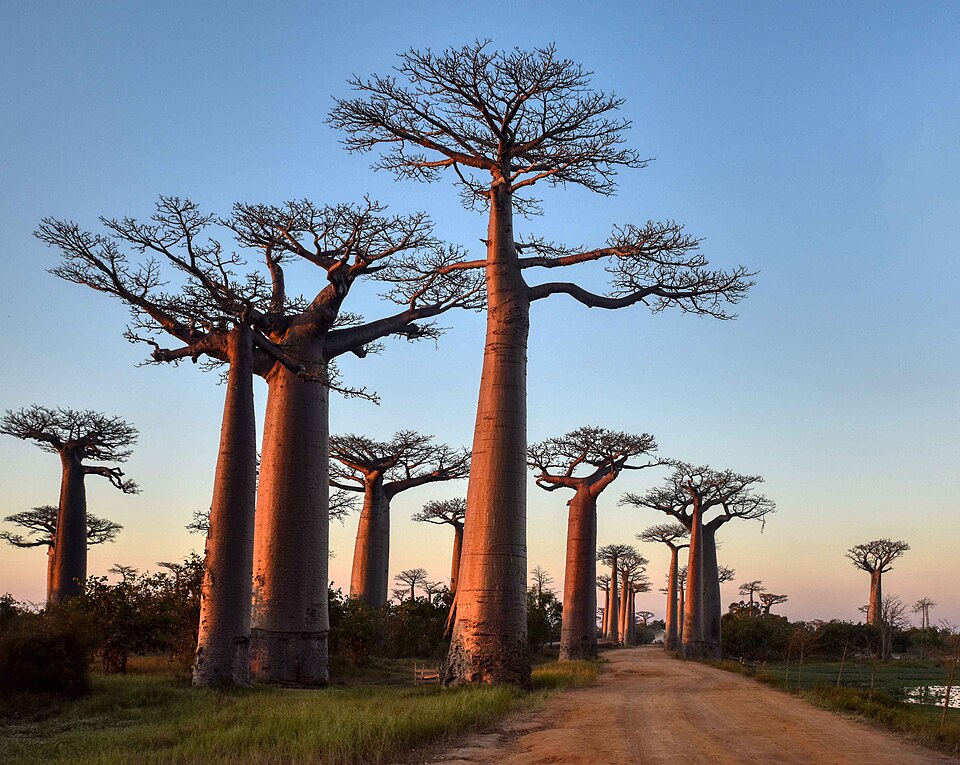 Baobabs gigantes a ambos lados de un camino de tierra bajo un cielo despejado