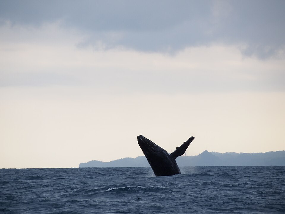 Ballena jorobada saltando fuera del agua frente a la isla de Santa María