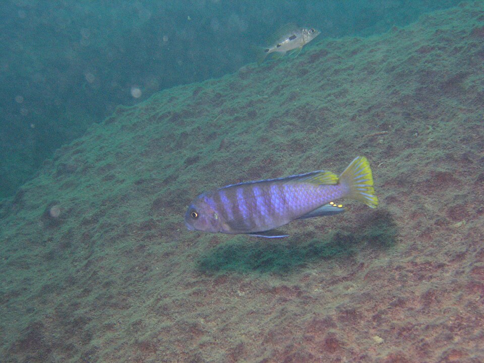 Pez cíclido mbuna de rayas azules y aleta amarilla nadando sobre el fondo del lago
