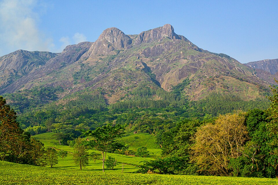 Picos rocosos del monte Mulanje sobre campos verdes de té