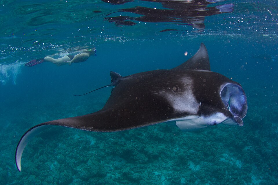 Una mantarraya nadando sobre el arrecife con un buzo detrás