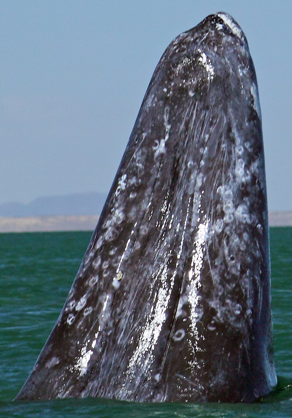 Ballena gris asomándose en la Laguna San Ignacio