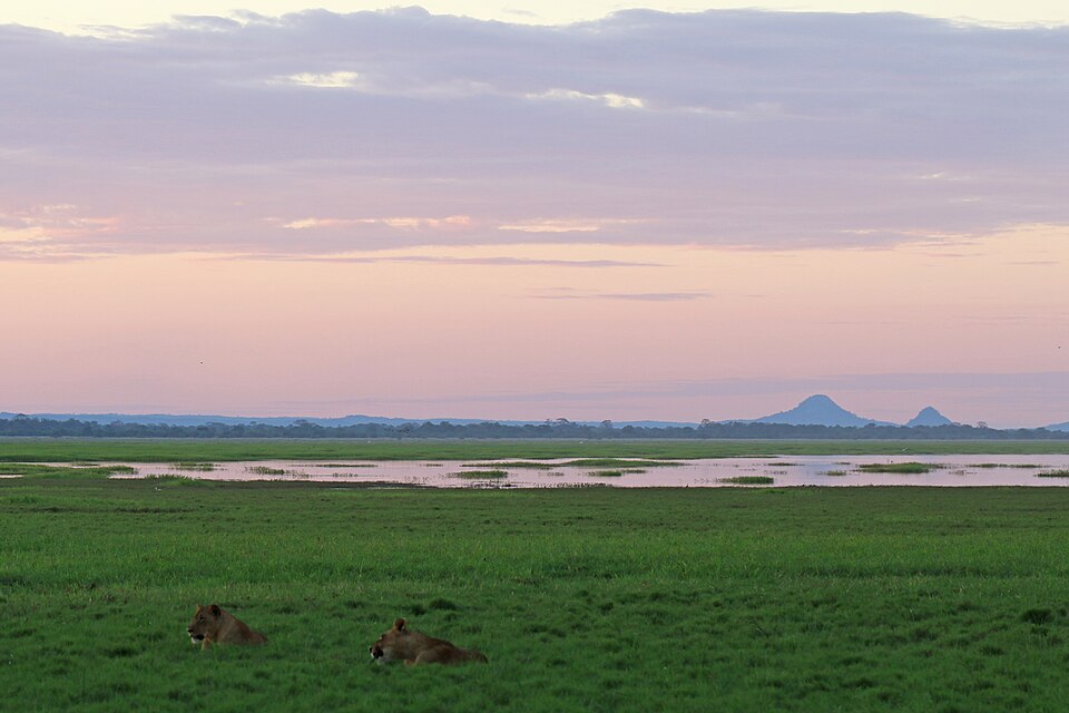 Leones descansando en la pradera de Gorongosa con el monte Gorongosa al fondo