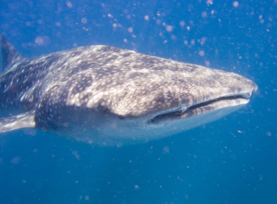 Tiburón ballena con manchas blancas nadando bajo el agua frente a Tofo