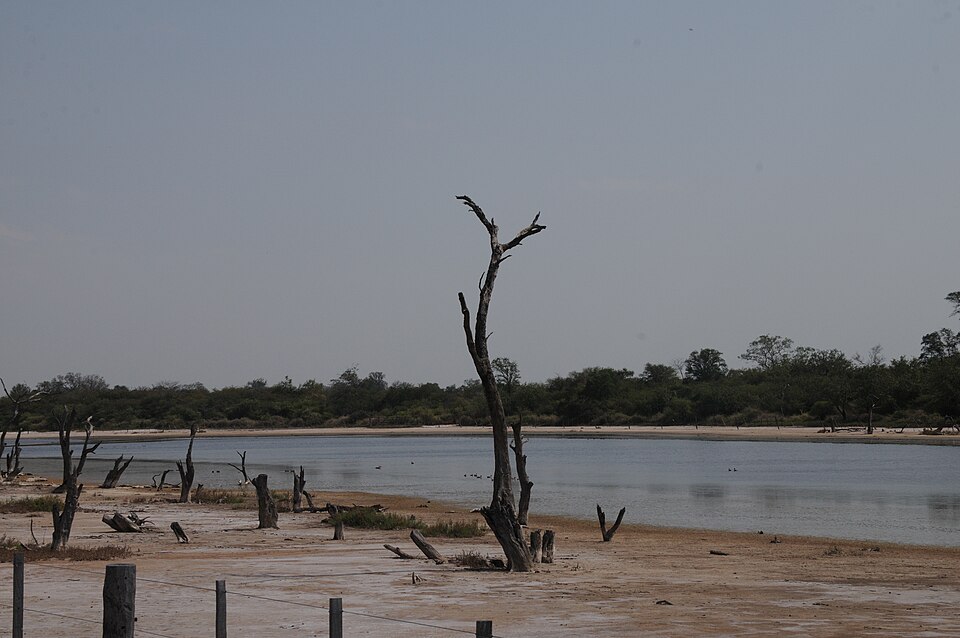 Laguna salada del Chaco paraguayo con un árbol seco y vegetación baja