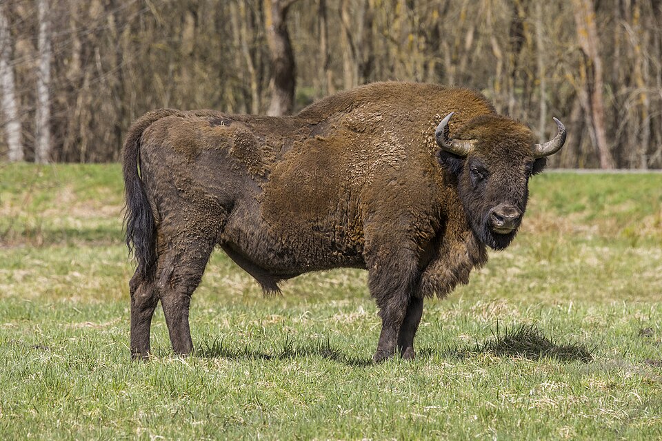 Un bisonte europeo en un prado del bosque de Białowieża