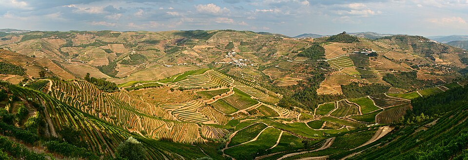 Terrazas de viñedos en las colinas del valle del Duero