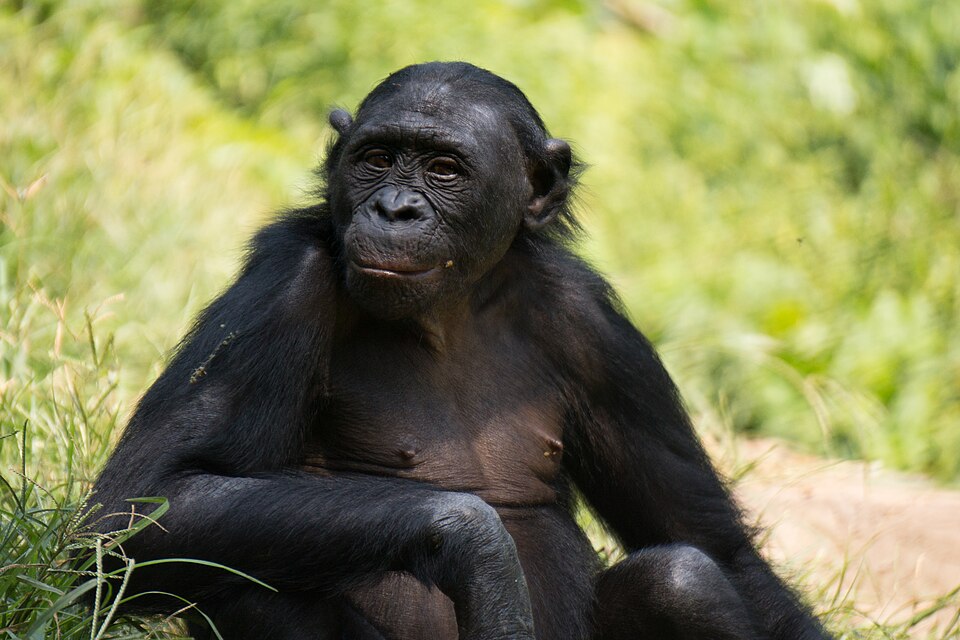 Bonobo joven sentado en el pasto del santuario Lola ya Bonobo