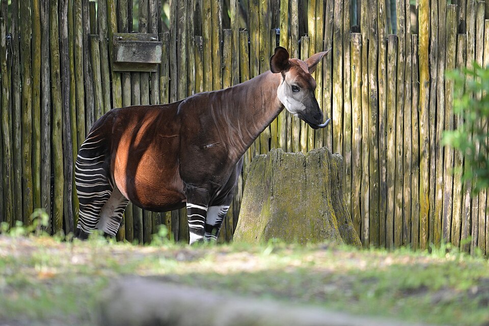 Okapi con patas rayadas como cebra junto a una cerca de troncos (foto en cautividad)