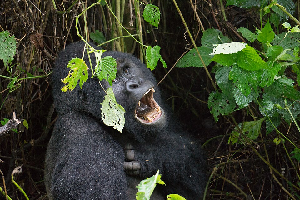 Gorila de montaña bostezando entre la vegetación del Parque Nacional de Virunga