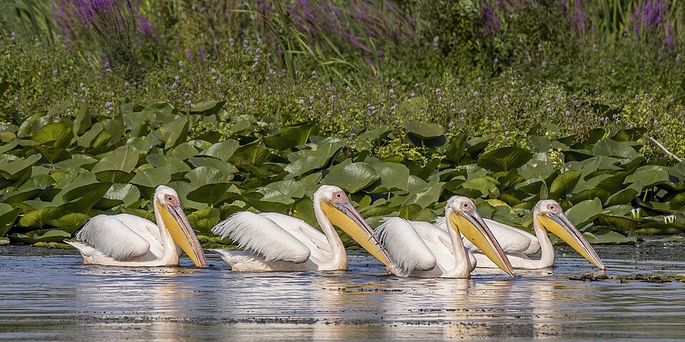 Pelícanos blancos nadando en el delta del Danubio