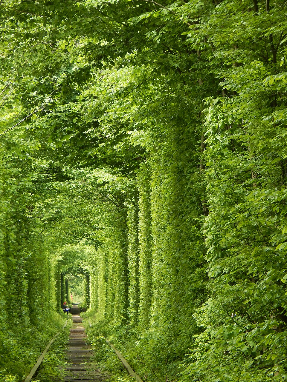 El Túnel del Amor, una vía de tren rodeada de árboles verdes