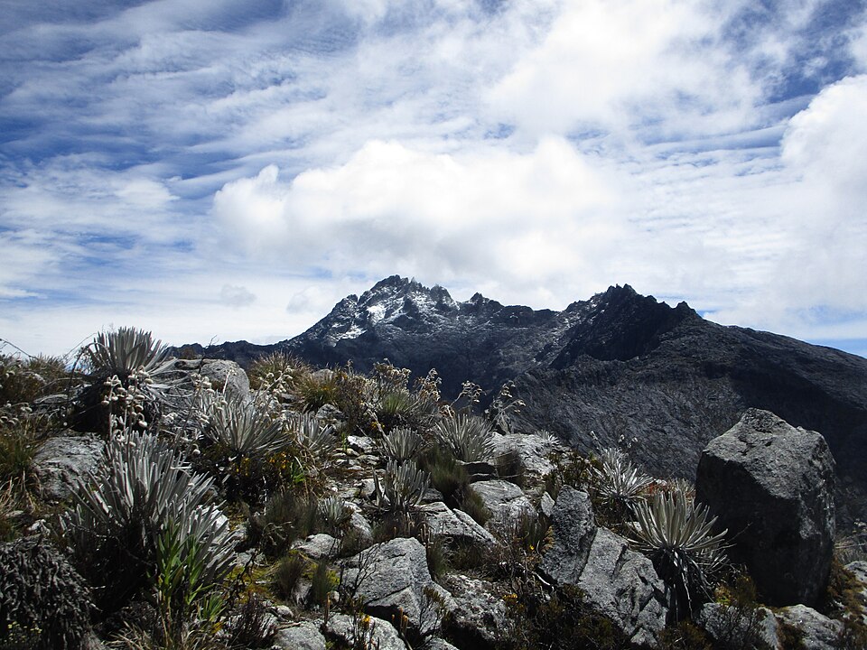 El Pico Bolívar con nieve visto desde el Pico El Toro entre frailejones