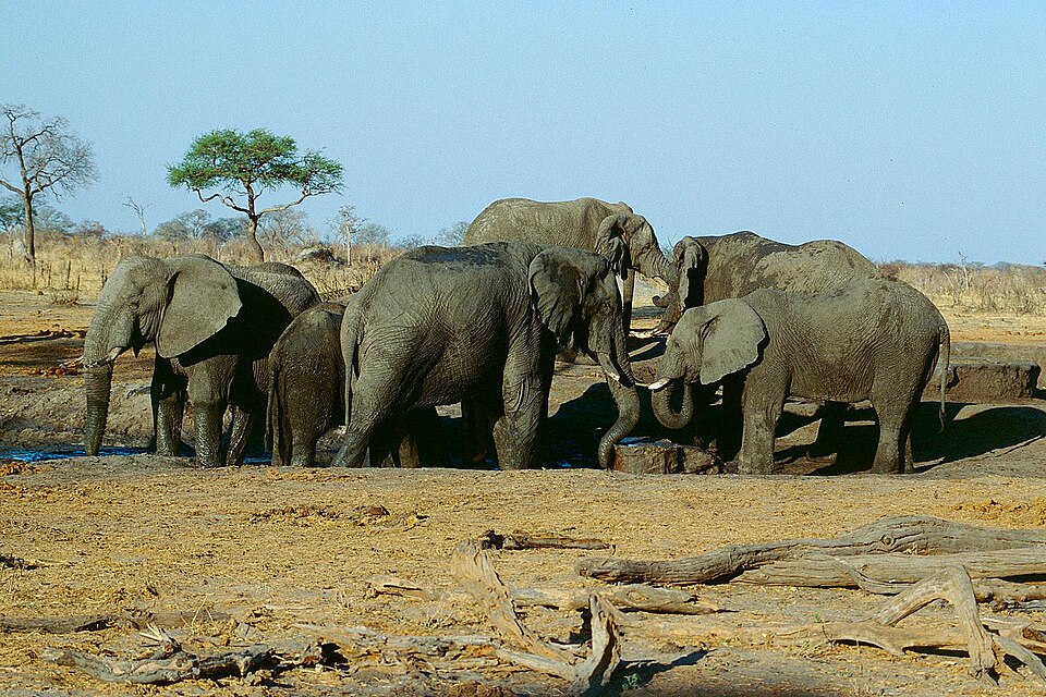 Manada de elefantes junto a una poza en el Parque Nacional Hwange